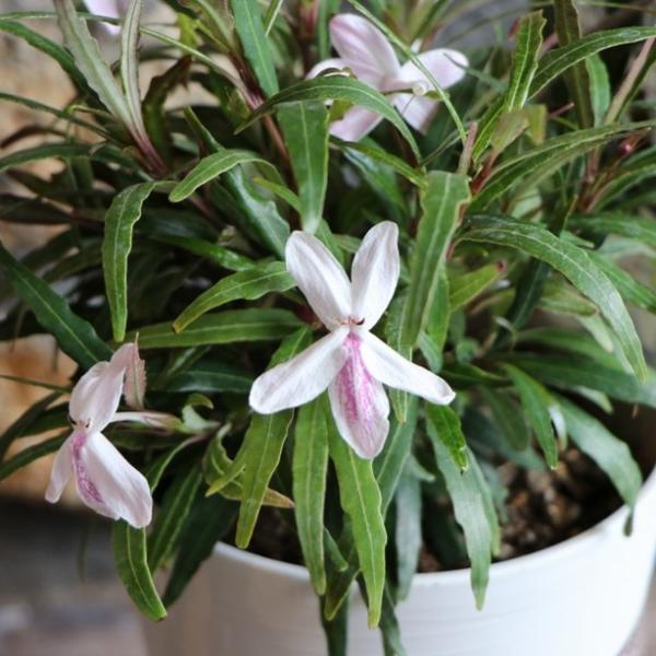 クリオネフラワー プセウデランテムム・シヌアツム 4〜4.5号苗 寄せ植え 花壇 鉢植え お洒落 お...