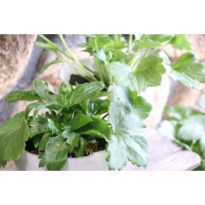 ラナンキュラス ラックス ペネロペ 4〜5号ポ...の詳細画像3