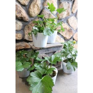 ラナンキュラス ラックス ペネロペ 4〜5号ポ...の詳細画像4