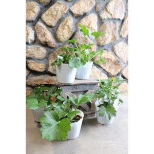 ラナンキュラス ラックス ペネロペ 4〜5号ポ...の詳細画像5