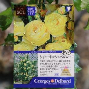予約販売 バラ 苗 新苗 確実園 ハナグルマ 四季咲き 薔薇 ばら 送料