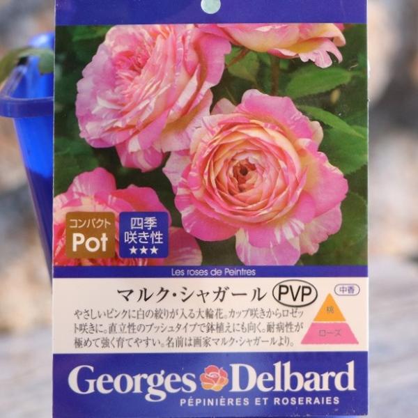 デルバール バラ マルク・シャガール 新苗 4号鉢 四季咲き 中香 薔薇 寄せ植え 花壇 鉢植え 地...