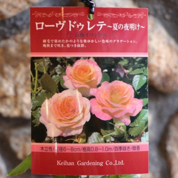 京阪園芸 バラ ローヴドゥレテ 夏の夜明け 新苗 3.5号鉢 薔薇 四季咲き 寄せ植え 花壇 鉢植え...