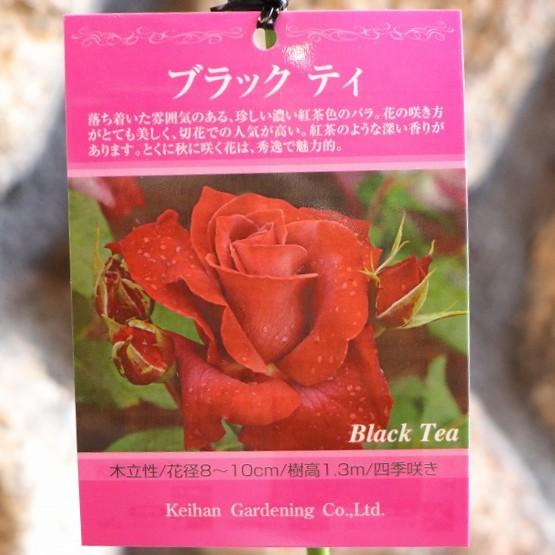 京阪園芸 バラ ブラックティ 新苗 3.5号鉢 薔薇 四季咲き 寄せ植え 花壇 鉢植え 地植え お洒...