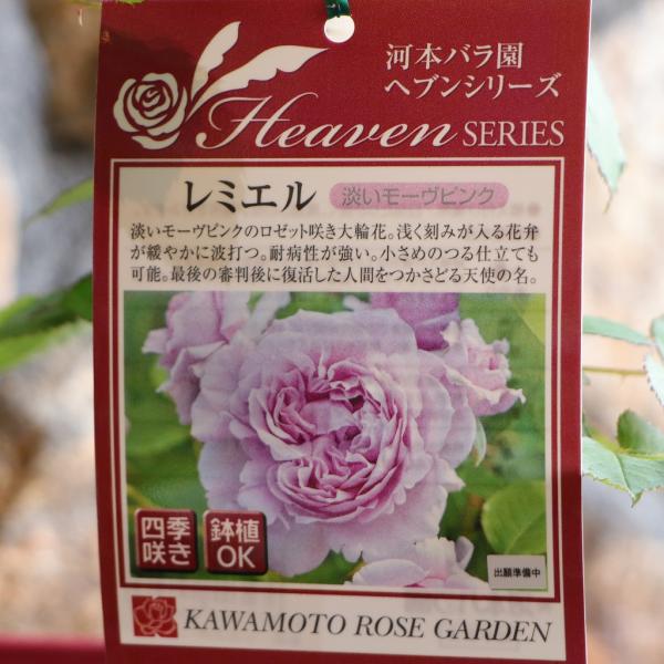 河本バラ園 バラ ヘブンシリーズ レミエル 新苗 4号鉢 四季咲き 強香 寄せ植え 花壇 鉢植え 地...