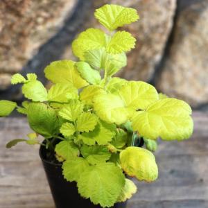 ルブス サンシャインスプレンダー 2.5〜3号ポット苗 寄せ植え 花壇 鉢植え お洒落 おしゃれ 可愛い かわいい 苗 グランドカバー カラーリーフ