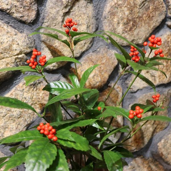 大実センリョウ 赤実 5号鉢 高さ約50〜65cm 千両 センリョウ お正月 和 和テイスト モダン...