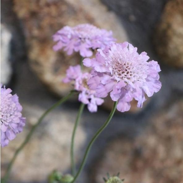 高性スカビオサ ブルー 3.5号ポット苗 寄せ植え 花壇 切花 大輪 スカビオサ