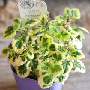 斑入り スクテラリア マーブル＆パープル 2.5〜3号ポット苗 寄せ植え 花壇 鉢植え お洒落 可愛い 青い花 春の花 夏の花 秋の花 花 苗 初心者 カラーリーフ