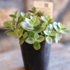 【SPRING SALE】③ユーカリ・グニー　仕立て苗♡ ユーカリ グニー 3.5号ポット苗 グニーユーカリ 寄せ植え 鉢植え 地