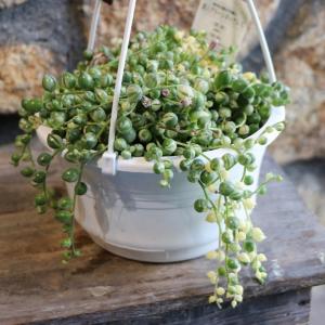 多肉植物 白雪ミセバヤ 2.5〜3号ポット苗 : グリーンプラザ山長ヤフー