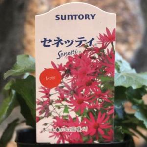 サントリー サイネリア セネッティ レッド 3号ポット苗 寄せ植え 花壇