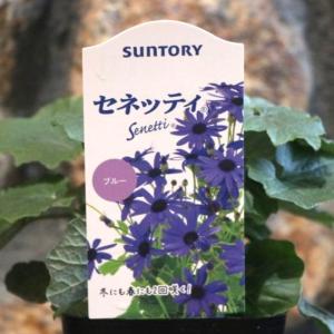 サントリー サイネリア セネッティ ブルー 3号ポット苗 寄せ植え 花壇