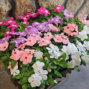 秋色アジサイ [品種： ハイドランジア サニーブルー] 10号鉢 紫陽花