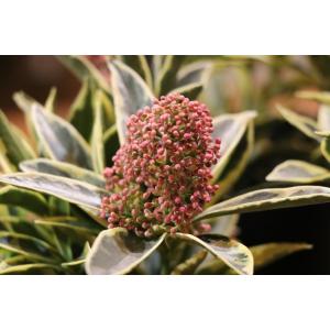スキミアの花の商品一覧 通販 Yahoo ショッピング
