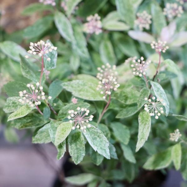 斑入り コデマリ ピンクアイス 3号ロングポット苗 桜でまり 小手毬 寄せ植え 花壇 鉢植え 可愛い...