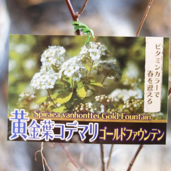 黄金葉 コデマリ ゴールドファウンテン 5号鉢 小手毬 寄せ植え 花壇 鉢植え お洒落 可愛い オー...
