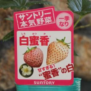 イチゴ苗 ベリーポップ あまいろは 3号ポット苗 一季なり ミヨシ