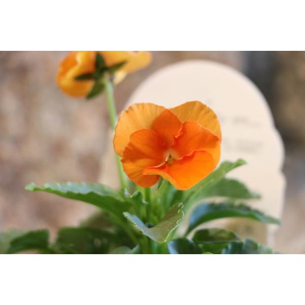 よく咲くスミレ マーマレード 3.5号ポット苗 パンジー ビオラ サカタのタネ 寄せ植え 花壇