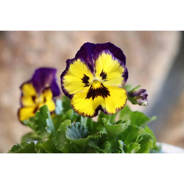 よく咲くスミレ ブルーベリーパイ 3.5号ポット苗 パンジー ビオラ サカタのタネ 寄せ植え 花壇