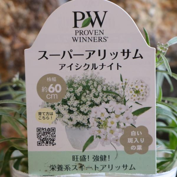 PW 斑入り 白斑 スーパーアリッサム アイシクルナイト 3.5号ポット苗 アリッサム 寄せ植え 花...