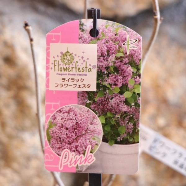 ドワーフライラック フラワーフェスタ ピンク 3〜3.5号ポット苗 ライラック 姫ライラック 植木 ...