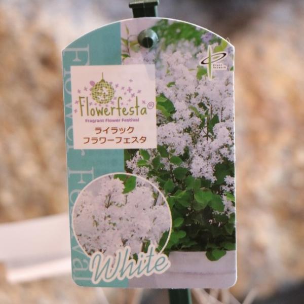 ドワーフライラック フラワーフェスタ ホワイト 3〜3.5号ポット苗 ライラック 姫ライラック 植木...