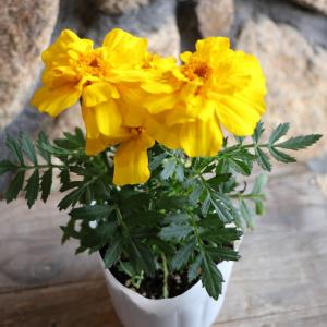 マリーゴールド イエロー 3.5号ポット苗 フレンチマリーゴールド 寄せ植え 鉢植え 花壇 お洒落 おしゃれ 可愛い かわいい 春の花 夏の花 秋の花 花 苗 初心者
