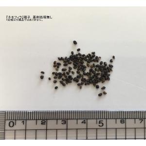 福花園種苗 ネモフィラ 種子 景観用インシグニ...の詳細画像1