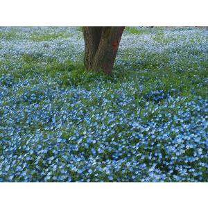 福花園種苗 ネモフィラ 種子 景観用インシグニ...の詳細画像4
