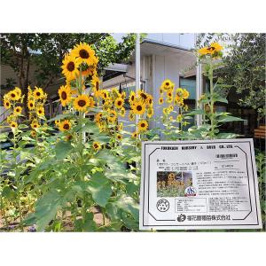 福花園種苗 西洋芝種子 バミューダグラス 皮取種(普通種) 1L詰 芝生 芝