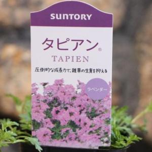 厚岸産ホテイアツモリソウ 花1芽株 : 岩崎園芸ネットストア Yahoo店