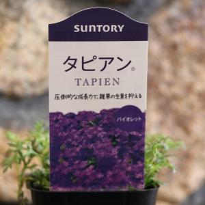 厚岸産ホテイアツモリソウ 花1芽株 : 岩崎園芸ネットストア Yahoo店