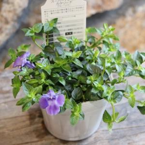 フジバカマ 花の苗 藤袴 日本産1ポット 茶花 山野草 秋の七草 : やま