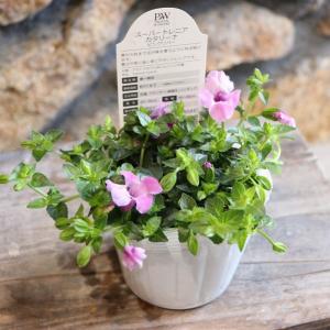 デンマークカクタス ニレ 5号鉢 シャコバサボテン 鉢花 : グリーン