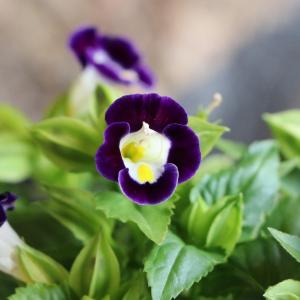 トレニア ブルー＆ホワイト 3〜3.5号ポット苗 寄せ植え 鉢植え 花壇 お洒落 おしゃれ 可愛い かわいい 春の花 夏の花 秋の花 花 苗 初心者