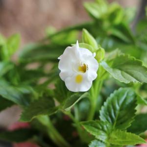 トレニア ホワイト 3〜3.5号ポット苗 寄せ植え 鉢植え 花壇 お洒落 おしゃれ 可愛い かわいい 春の花 夏の花 秋の花 花 苗 初心者