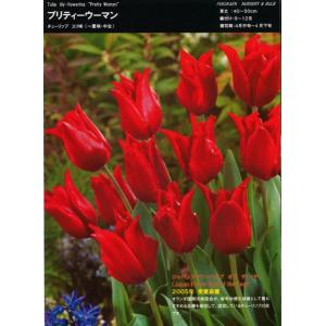 【球根・バラ球】 一重咲きチューリップ ユリ咲き プリティーウーマン 1球｜gp-yamacho