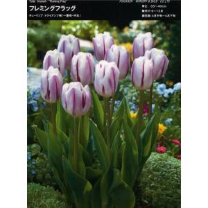 【球根・バラ球】 一重咲きチューリップ トライア...の商品画像