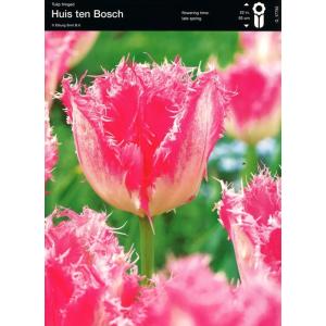 【球根・バラ球】 一重咲きチューリップ フリンジ...の商品画像