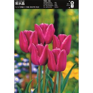 【球根・バラ球】 一重咲きチューリップ トライア...の商品画像