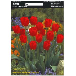 【球根・バラ球】 一重咲きチューリップ レッド 1球の商品画像