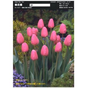 【球根・バラ球】 一重咲きチューリップ ピンク 1球の商品画像