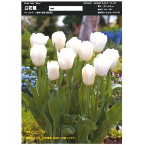 【球根・バラ球】 一重咲きチューリップ ホワイト 1球の商品画像