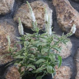 ベロニカ 花 白の商品一覧 通販 Yahoo ショッピング