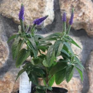 宿根草 ベロニカ 花の苗 の商品一覧 苗 花 ガーデニング 通販 Yahoo ショッピング