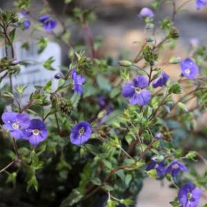 ベロニカオックスフォードブルーの商品一覧 通販 Yahoo ショッピング