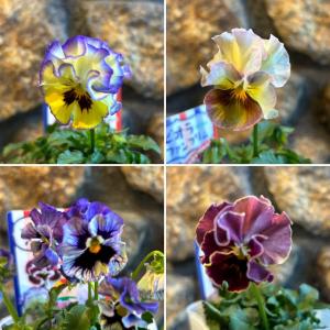 ゲブラナガトヨ ビオラ アマゾネス 2色MIX植え アソート 3.5号ポット苗