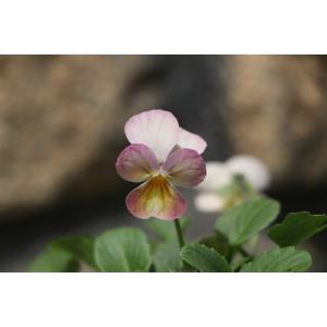 ビオラ ピンクの商品一覧 通販 Yahoo ショッピング