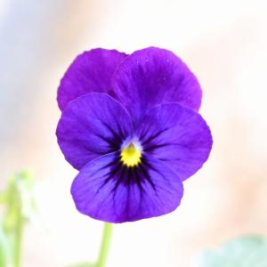 ビオラ 神戸べっぴんさん ブルージャスミン アソート 3.5号ポット苗